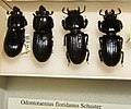 Odontotaenius floridanus variation