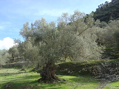 Olive tree olea europaea mallorca