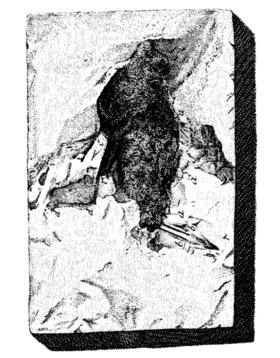 Image illustrative de l’article Ornitholithe