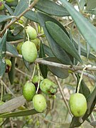 Olivas en el jardín botánico