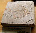 Miniatura para Palaeobalistum
