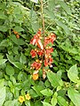 3: Erythrina sp.???