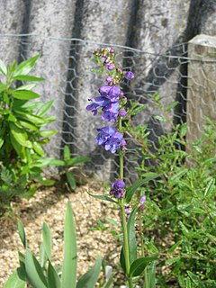 Description de l'image Penstemon strictus (9107274538).jpg.