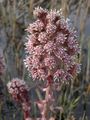 Petasites paradoxus-Blüte