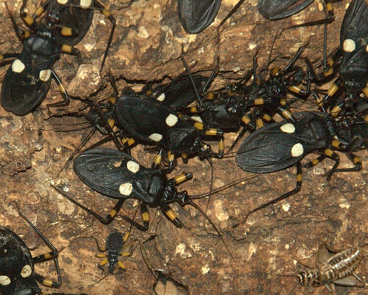 White-spotted Assassin Bugs