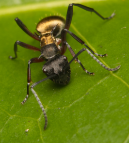 Polyrhachis rufifemur