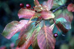 Prunus virginiana