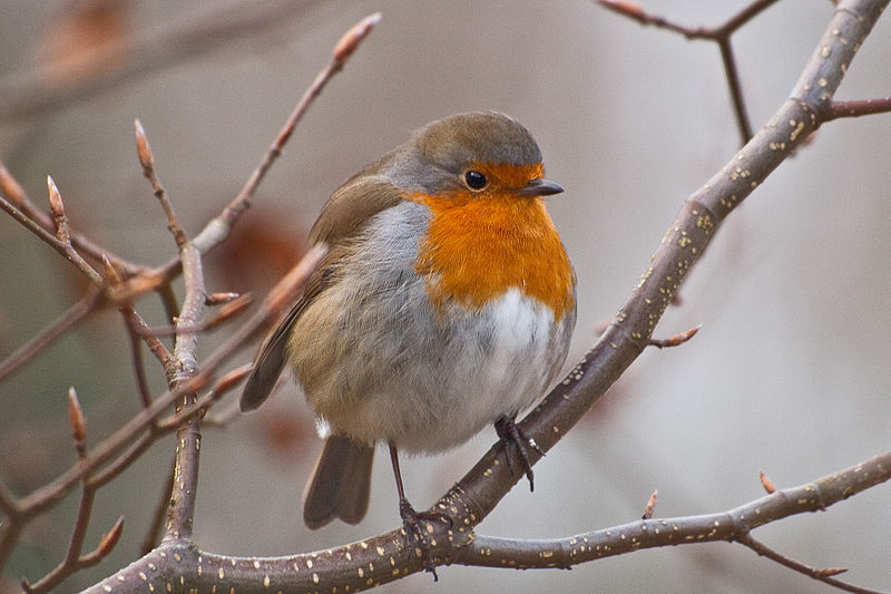 Αρχείο:Puffed-Up Winter Robin.jpg