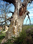 Roure de Cal Peroi (Pinós)