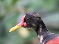 Wattled jacana