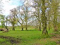 Site of the old orchard and plantations