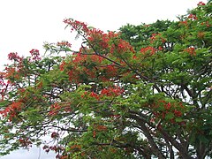 Seed pods visible on upper branches (Gordonvale, Queensland, Australia)