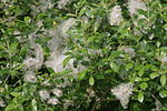 Miniatura para Salix myrsinifolia