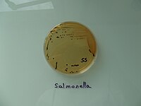 SS寒天培地の写真（Salmonella・Shigella・Escherichia Coli）等の発育が判り易いもの