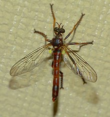 Saropogon antipodus