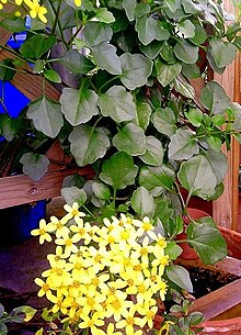 Senecio angulatus trailing.jpg