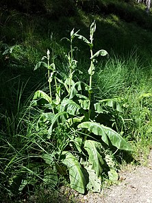 Nagy aggófű (Senecio umbrosus)