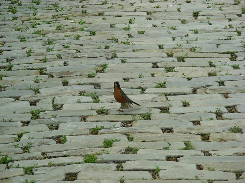 File:Small bird on a pavement.JPG