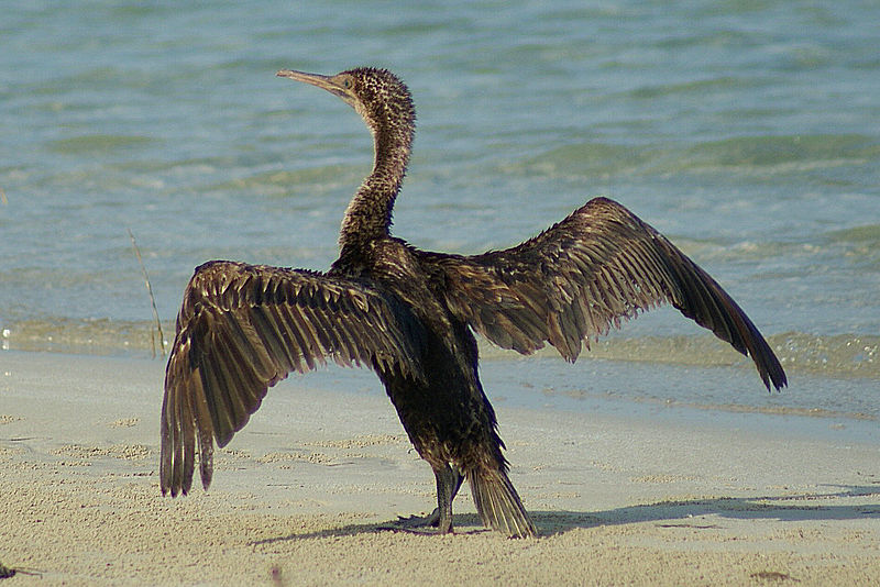 Socotra cormorant. Image from wiki commons.