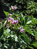 Solanum tuberosum Linzer Rose (03) .jpg