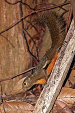 Vignette pour Callosciurus notatus