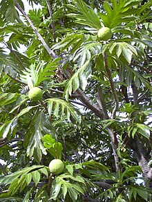 Starr 031209-0044 Artocarpus altilis.jpg