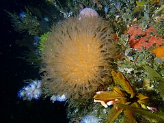 Sunburst soft coral