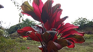 Tanaman hiasan jenjuang atau andung (Cordyline fruticosa)