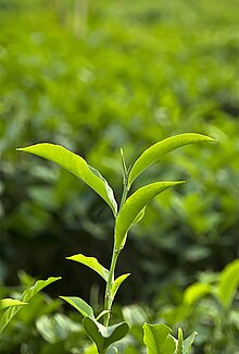 Deng bulung ning Camellia sinensis