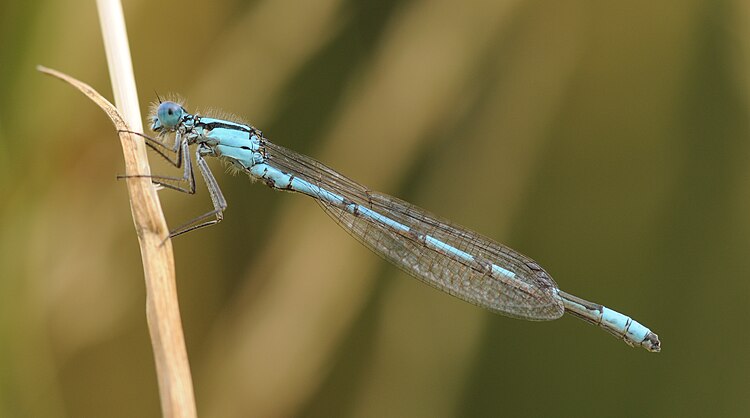 Стрелка голубая (Enallagma cyathigerum)