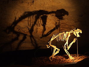 A marsupial lion skeleton in the Naracoorte Caves, South Australia Thylacoleo skeleton in Naracoorte Caves.jpg