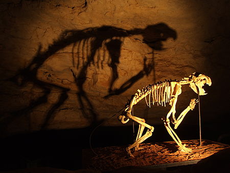 A skeleton of a Marsupial Lion in the Victoria Fossil Cave, Naracoorte Caves National Park.