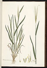 Botanical illustration of einkorn wheat