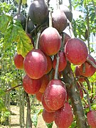 Papayuelo (Rote)