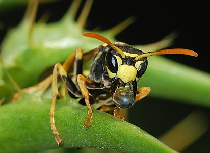 Avrupa eşek arısı (Polistes dominulus) (Üreten: Alvesgaspar)