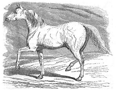 Le Wellesley Arabian, d'après une copie de gravure publiée dans Horses; their varieties, breeding, and management in health and disease en 1848.