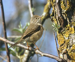 Alpinės devynbalsės patelė (Sylvia cantillans)