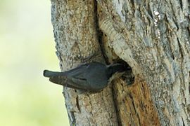Flickr - photo d'un oiseau au nid