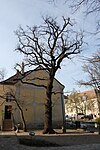 Sommerlinde (Tilia platyphyllos), Stieleiche (Quercus robur)