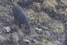 An individual from higher ridges of Himalayas at 2,900 m (9,600 ft) in Pangolakha Wildlife Sanctuary, Sikkim, India Wild Boar Pangolakha Wildlife Sanctuary East Sikkim India 19.10.2015.jpg