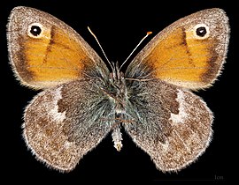 Coenonympha pamphilus pamphilus ♂ △