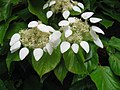 イワガラミ Schizophragma hydrangeoides