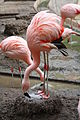 Flamingo in Straßburg