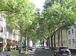 Ekar (Fraxinus excelsior 'Westhofs Glorie') vid Hafenstrasse, utplanterade efter 1986, 2019