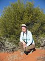 A. ligulata habit with person, Sturt NP near Tibooburra NSW