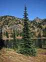 Subalpine fir