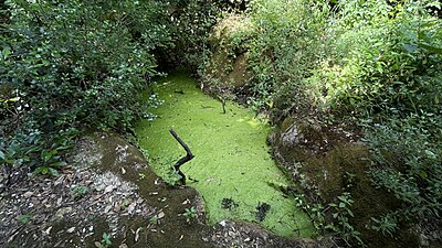 Lenticchia d'acqua sulla superficie dell'acquaro