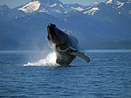 Humpback whale breaching just off South Shelter Island