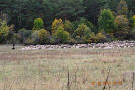 Herding sheep in Allons