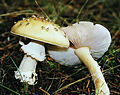 !! Amanita gemmata !!